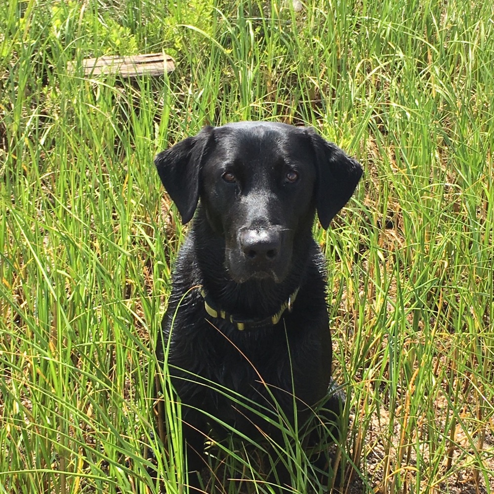 Meet your Posher, Carson